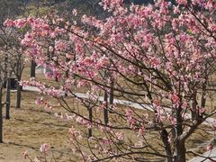 -风云岭森林公园