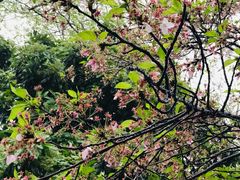-武汉大学-樱园
