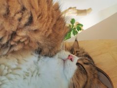 -More Fun猫咖 二十只万元加菲主题