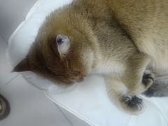 -瑞鹏宠物医院·宠保定点·心脏科·内科(御桥分院)