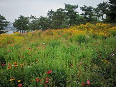 -小麦岛公园