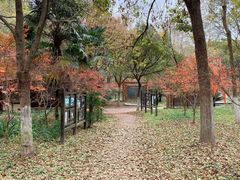 -东平国家森林公园