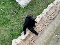 -西霞口神雕山野生动物世界