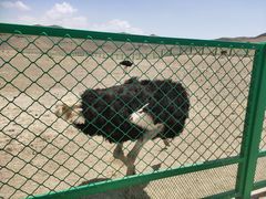 -新疆天山野生动物园