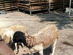 -芭厘·农庄老字号.电饭煲五指毛桃焗鸡