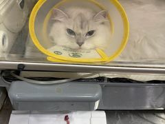 -瑞派名望志远动物医院·猫科·內科·异宠专科(直港大道店)