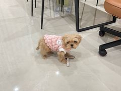-FAELING PETS美天灵宠物(合生汇店)