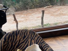 -上海野生动物园老虎餐厅