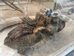 -青岛森林野生动物世界
