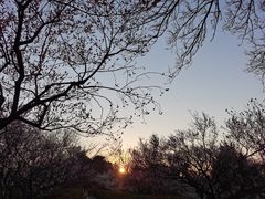 -梅花山(明孝陵内)