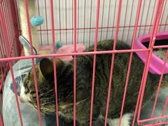 -创凡宠物医院·骨专科  猫科中心(西乡分院)