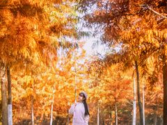 -合肥滨湖国家森林公园