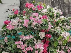 -瑞丰园庭院餐厅·白族传统家常菜