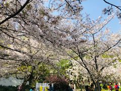 -苏州上方山国家森林公园