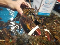 波士顿龙虾-盒马鲜生(岭南新世界店)