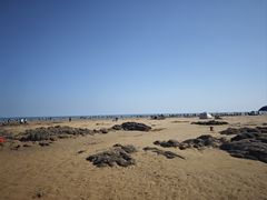 -日照海滨国家森林公园