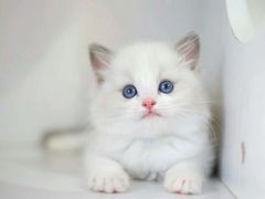 -喵zoo家庭繁育猫舍(尖东智能花园店)