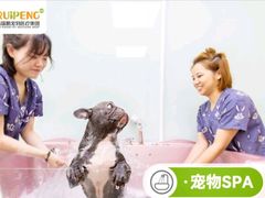 -安安宠医宠物医院·异宠·犬猫内科(岳阳分院)