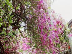 -深圳国际园林花卉博览园