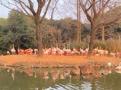 -上海野生动物园