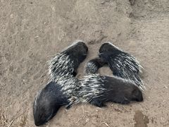 -鄂尔多斯野生动物园