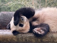 -都江堰中华大熊猫苑
