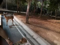 -清迈夜间动物园