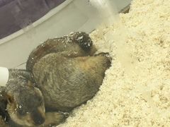 -怪兽屋·羊驼·猫咖·狗咖(俊华广场店)