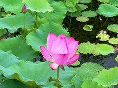 -莲花池公园