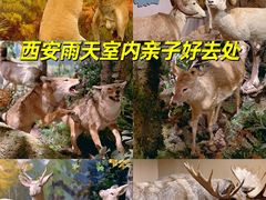 -陕西自然博物馆