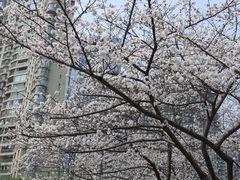 -西北湖绿化广场