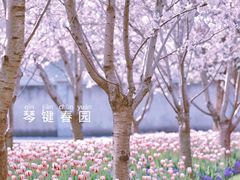 -顾村公园