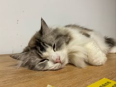 -柴迷FANS CLUB·柴犬狗咖·猫咖