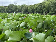 -荷塘月色湿地公园·向阳花洲