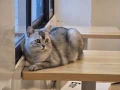 -有喵·猫咖·狗咖·30几只猫10只小狗(岗厦店)