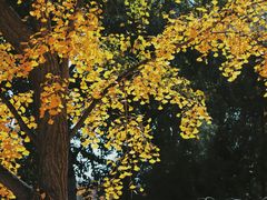 -三里屯东五街银杏大道