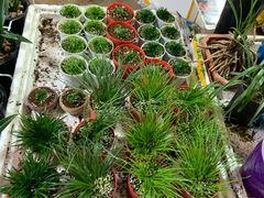 -万商花鸟市场