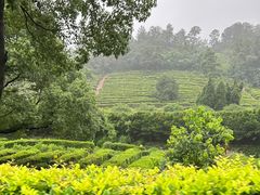 -树山生态村