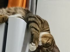 -瑞派康怡24h宠物医院·犬猫医疗中心·微创绝育(瑞景分院)
