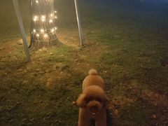 -萌兽医馆·宠物医院·猫骨科(创景店)