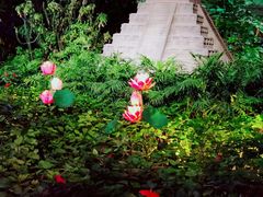 -南宫五洲植物乐园