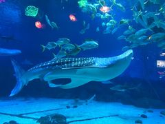 -烟台海昌鲸鲨海洋公园