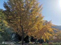 -遵化市禅林寺古银杏风景园