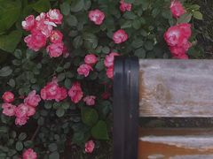 -西湖风景区-江洋畈生态公园
