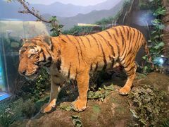 -陕西自然博物馆