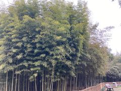 -杭州植物园