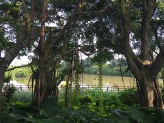 -大湾区中央湿地公园