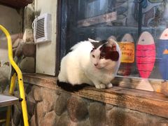 -猫咪博物馆(顶澳仔猫街店)