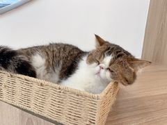-瞄一喵猫咖(格力海岸店)