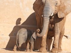 -西霞口神雕山野生动物世界